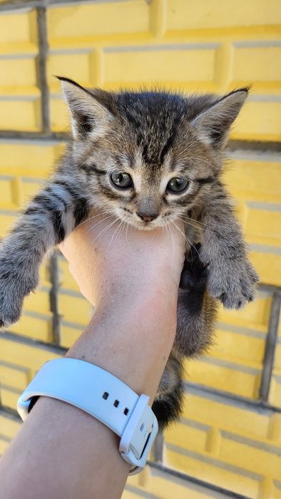 Отдам котят даром ! 3 котёнка