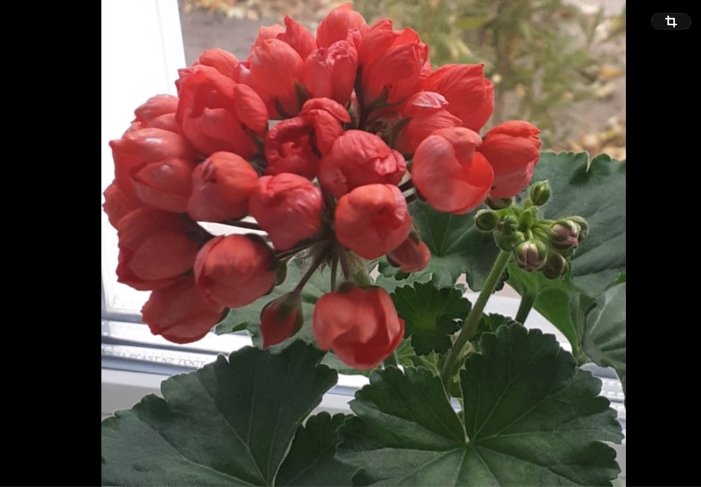 Сортовые пеларгонии