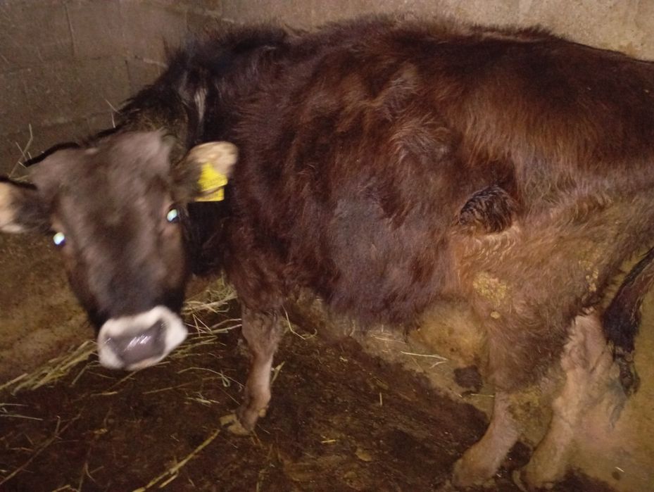 Продам годовалого бычка