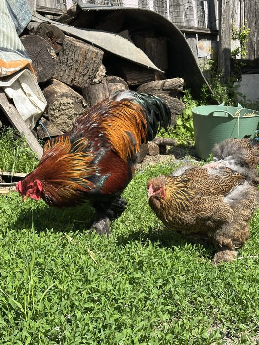 Disponibila pereche brahma potarnichiu