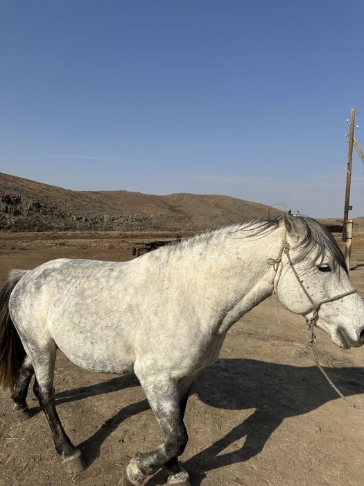 Айғыр сатылады. Продается жеребец