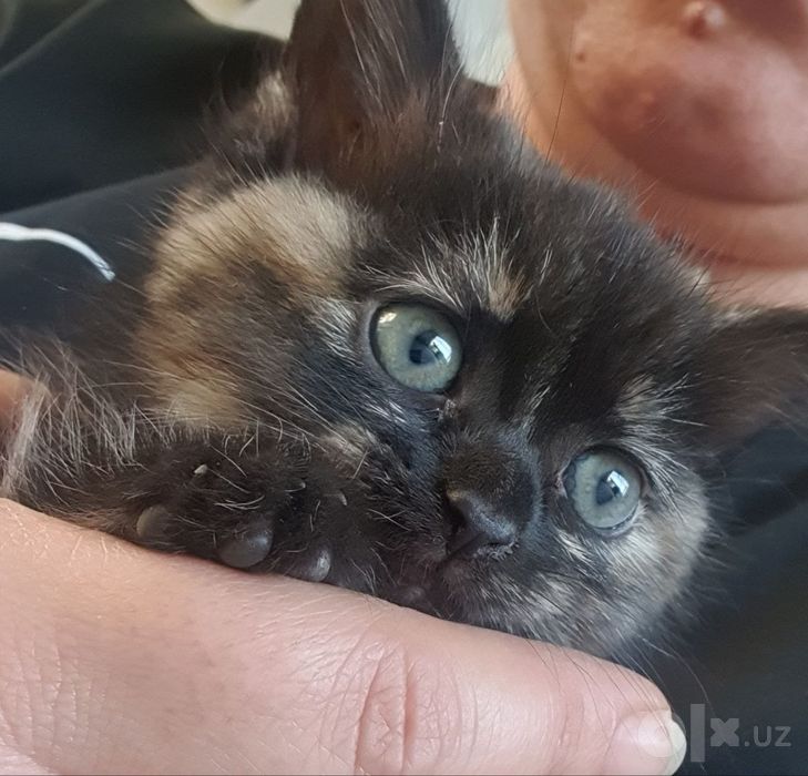 Отдам котят рыжая и свистулька