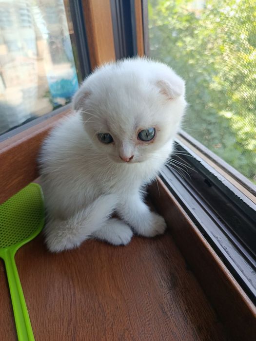 Котёнок Скоттиш Фолд