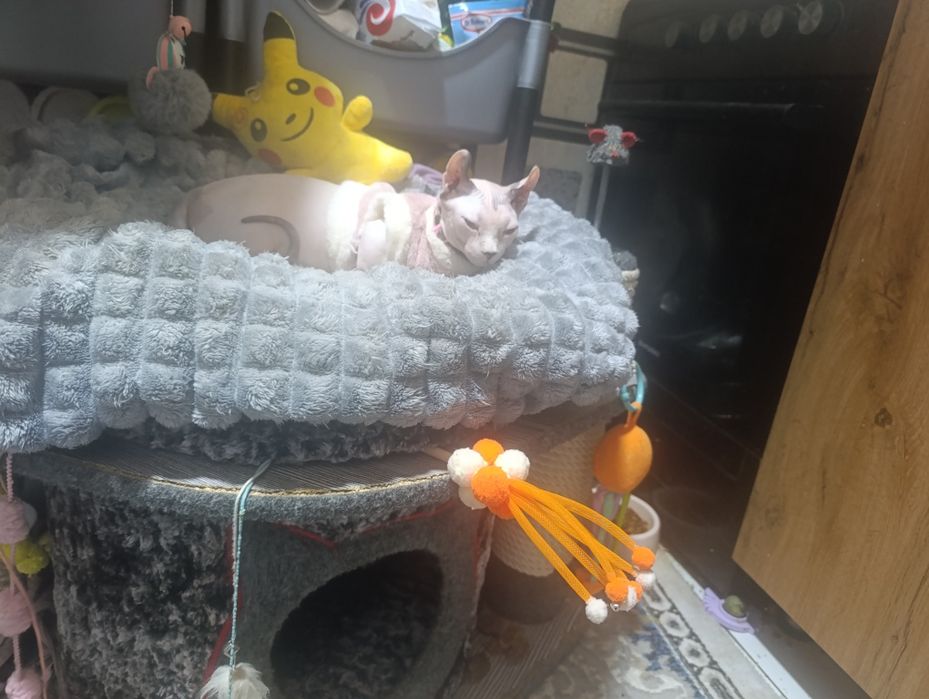 Продается кошка де эльф