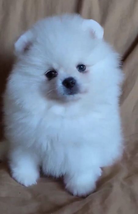 Шпицули мини девочки