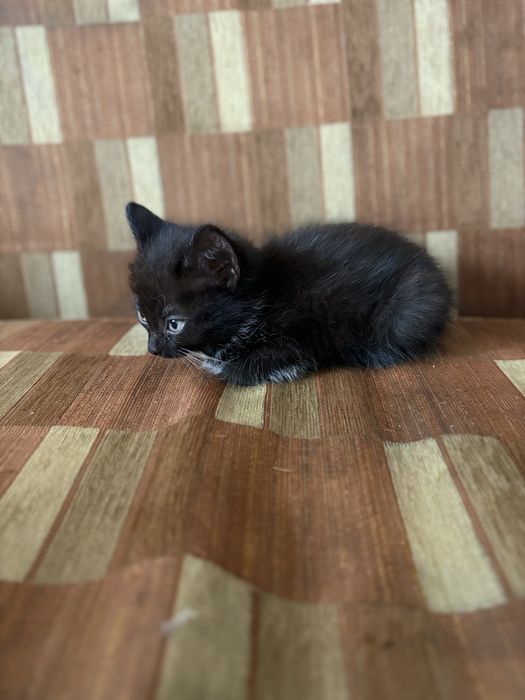 Котята 1,5 месаца