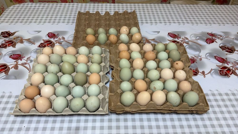 Тауық жұмыртқасы.