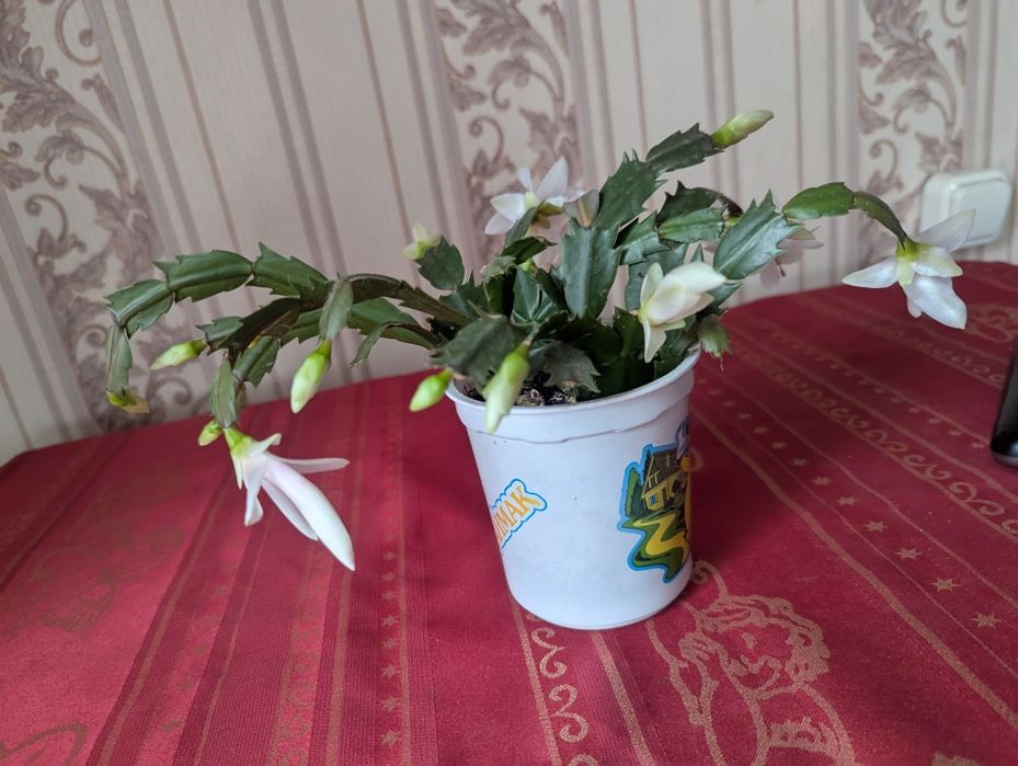 Комнатный цветок