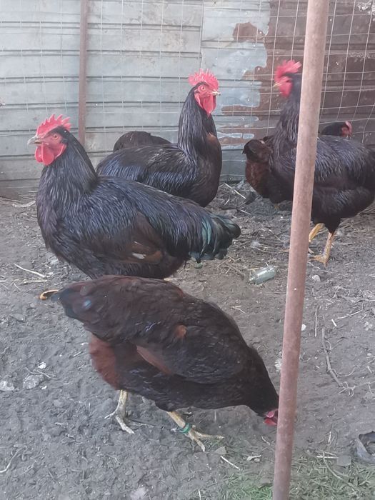 Oua incubat wyandotte, rhode island wyandotte pitic, cochinchina pitic