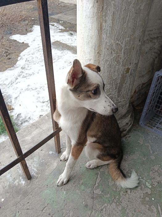 Ищет дом девочка!