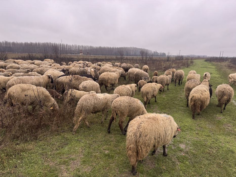 Vand oi pe ales sau la rand