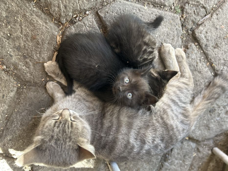 Отдам котят в хорошие руки