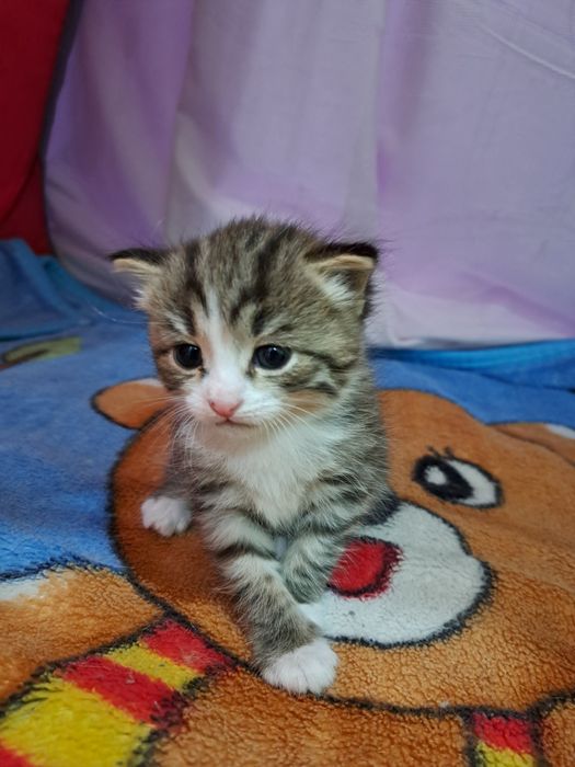 Продаются котята