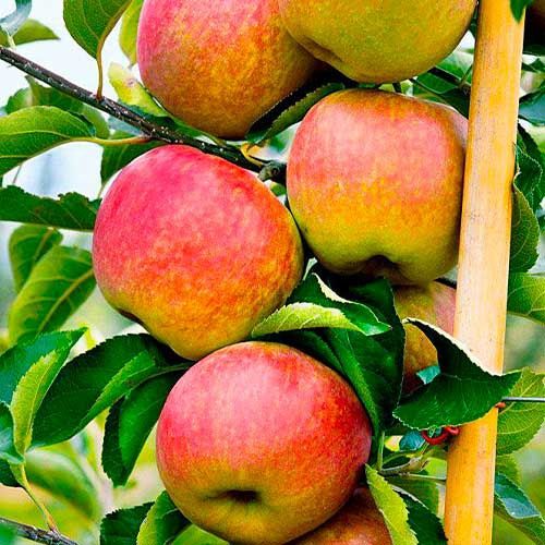 Саженцы плодовых деревьев