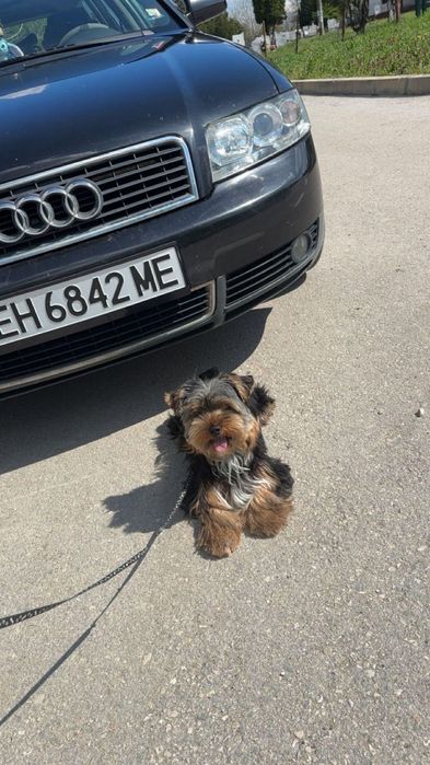 Йоркширски териер