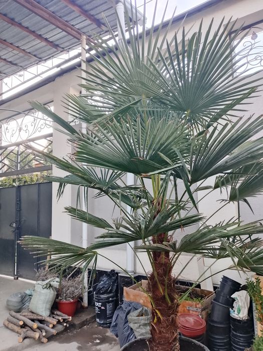 Landshaft dizayni koʻchat yetqazish