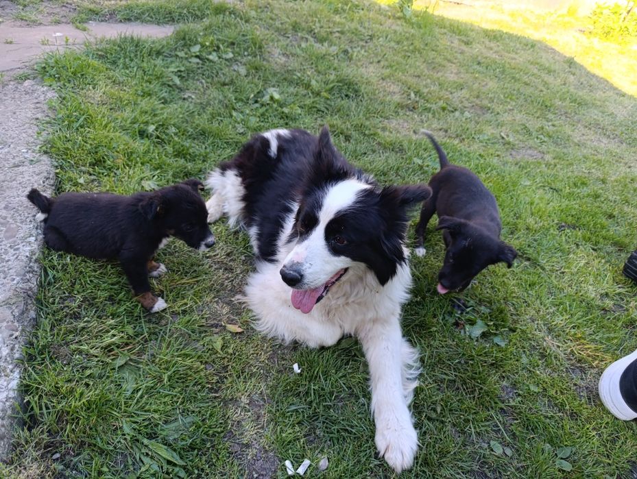Ofer spre adoptie 3 pui de catei