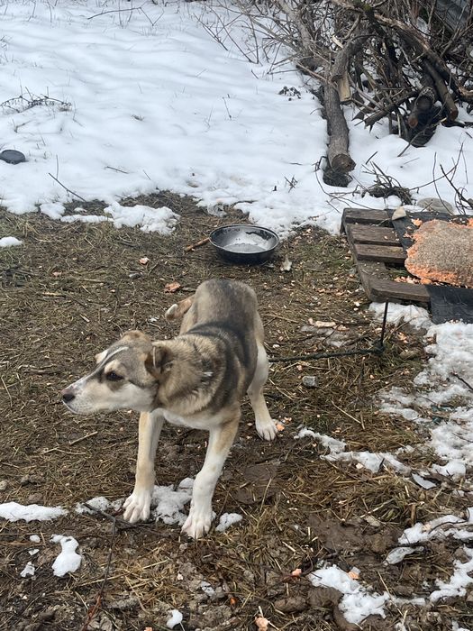 чехословацкая собака