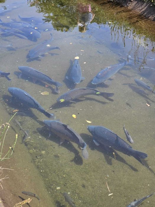 Pelete pescuit sportiv la crap