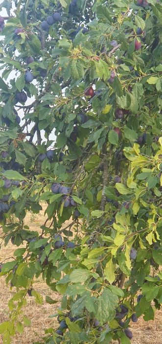 Vand prune pentru tuica