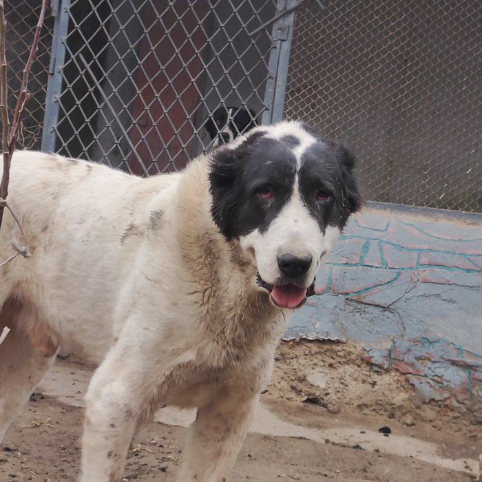 Сатылады тез арада еркек