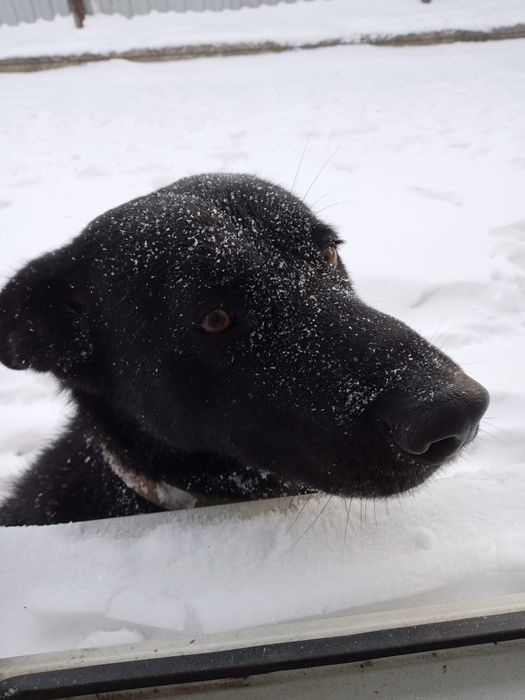 Собачка в добрые,ответственные  руки