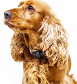 Професионана машинка за подстригване на кучета с керамичен нож