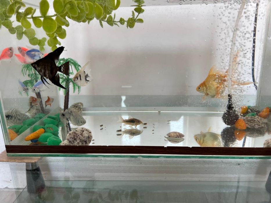 Продам с подставкой рыбы аквариум