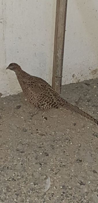 Продаётся фазан самка