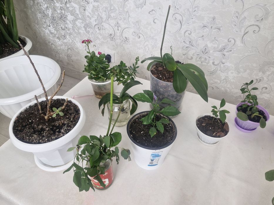 Цветы комнатные.