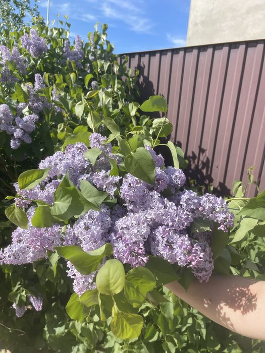 Сирень букет жасаймыз