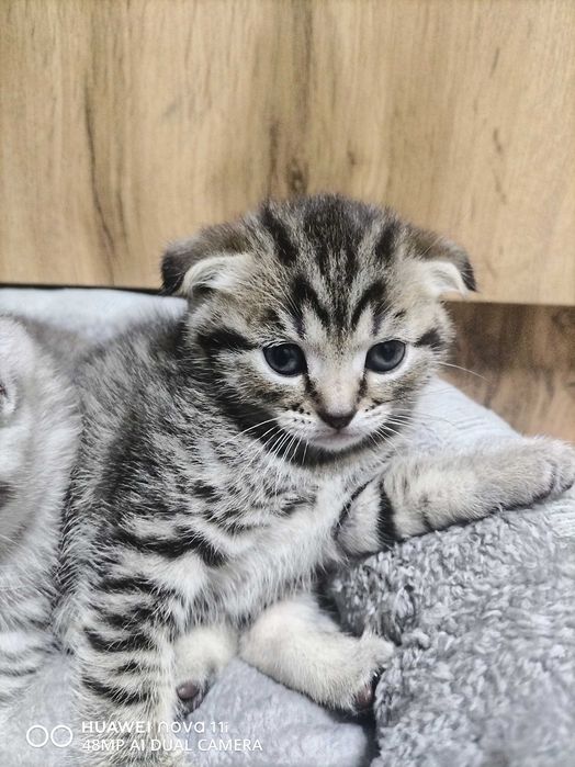 Котята Шотландской вислоухой
