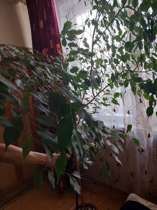 Продам комнатные растения