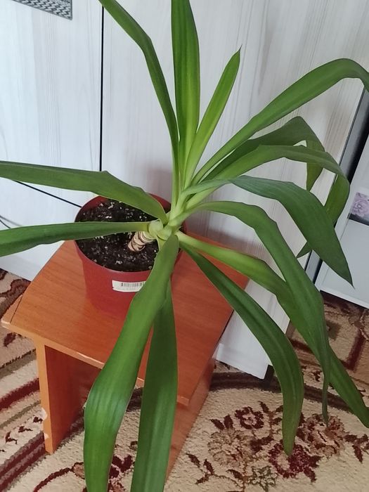 Комнатные растения 500 тенге