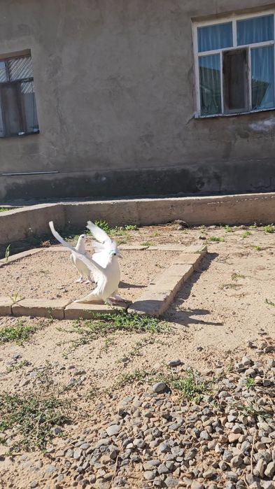 Голуби такла,бьяз,арап,пишят