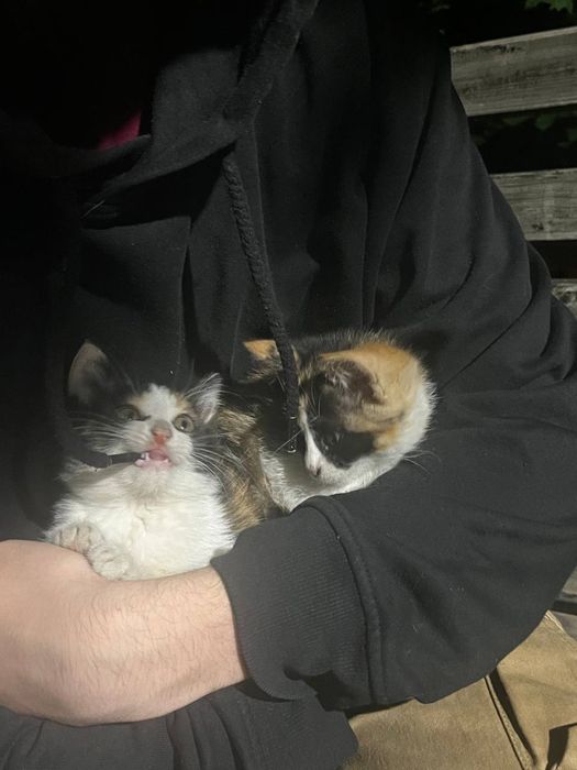 Отдам котят (2 девочки) трехцветные 3 месяца
