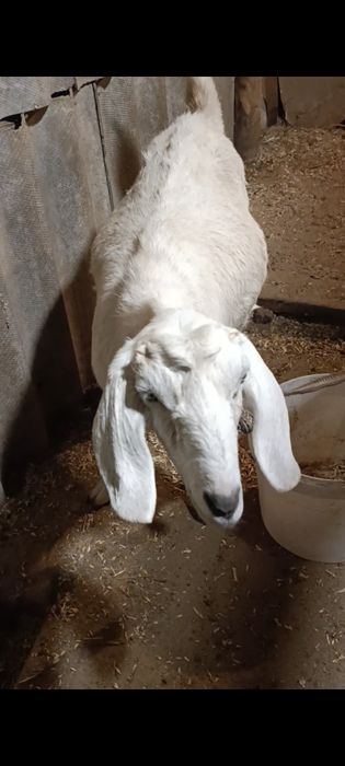 Зотли етук бугоз она эчки сотилади.