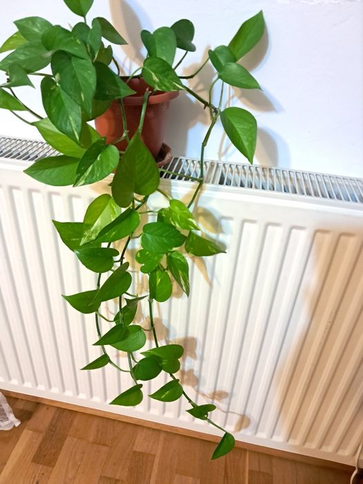 Vand planta ornamentala epipremnum aureum