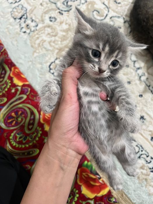 Даром ОтдаюКотят. Мамочка тоже
