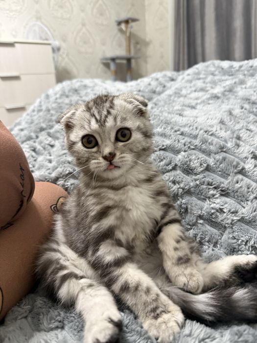 Отдаю в хорошие руки 2-х месячную кошечку британку
