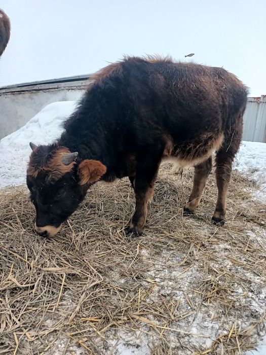 1жасар Бұқа сатылады