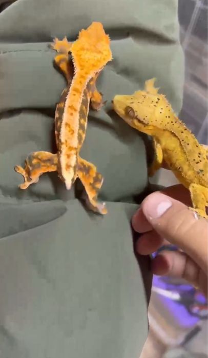 Бананоеды самки