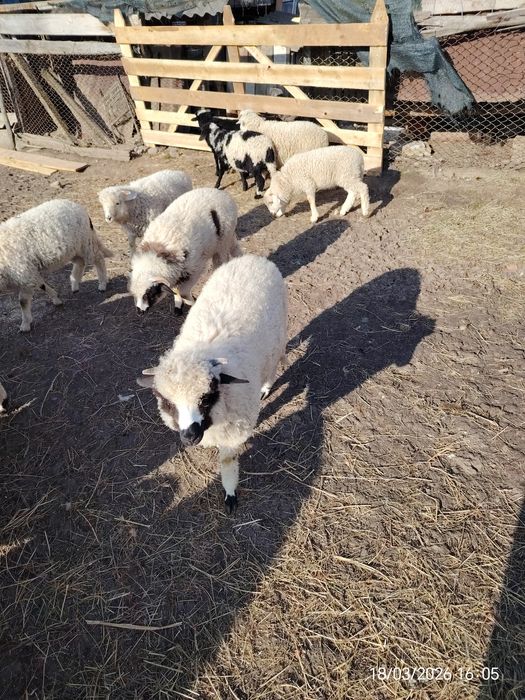 Miei   de   vânzare