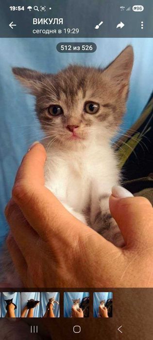 Котята ищут семьи!
