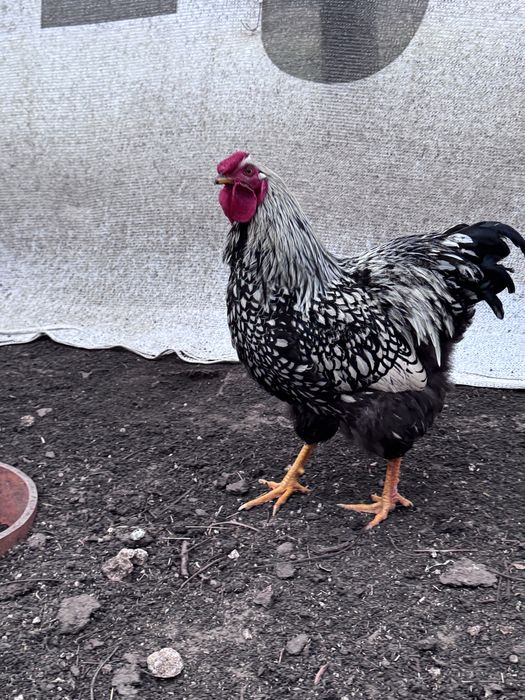 Cocoș din rasa wyandotte argintiu.