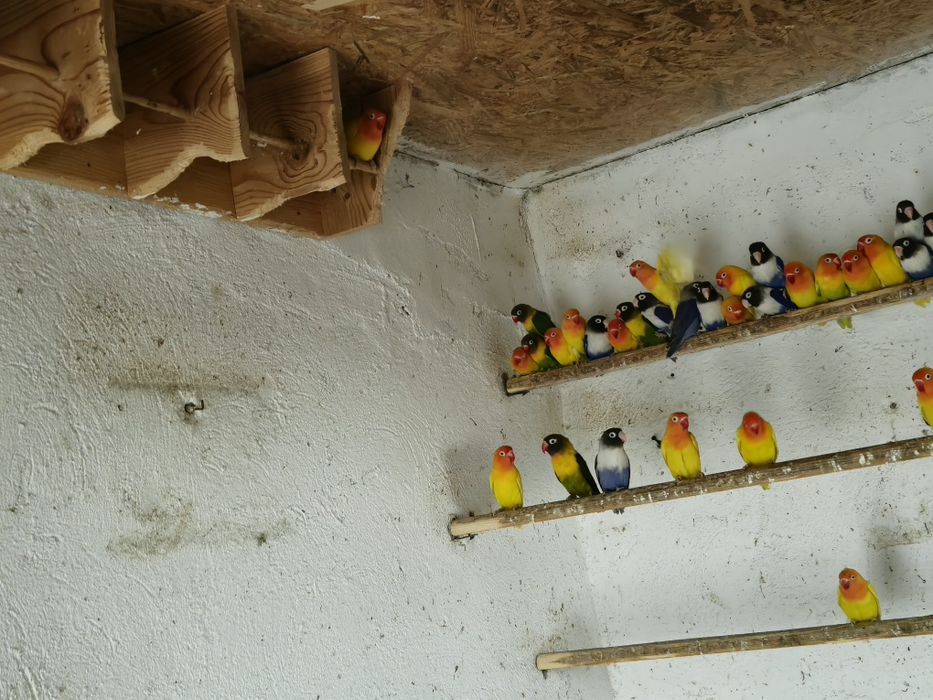 Vand Agapornis personata originali