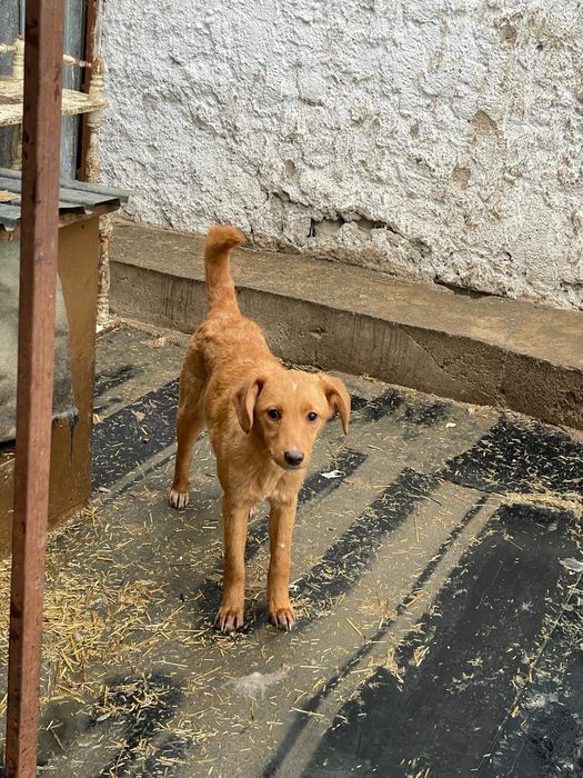 Хвостатое счастье ищет Дом