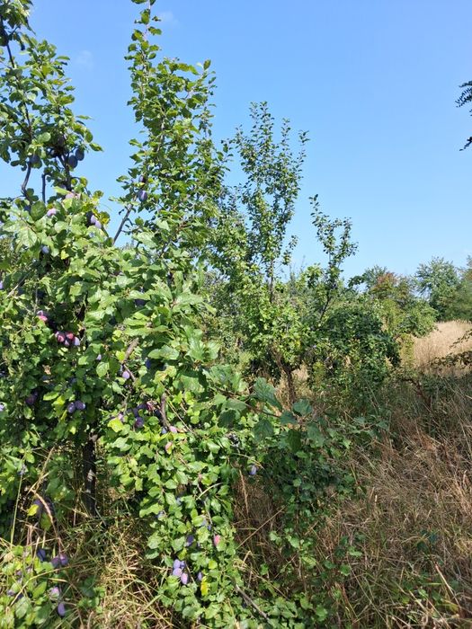 Prune de vanzare sau la schimb pe cerale