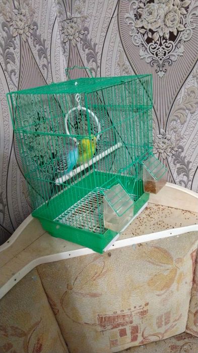 Продаетстя попугай девочка и мальчик