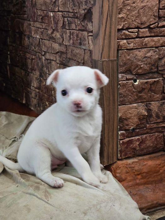 Продаются щенки чихуахуа